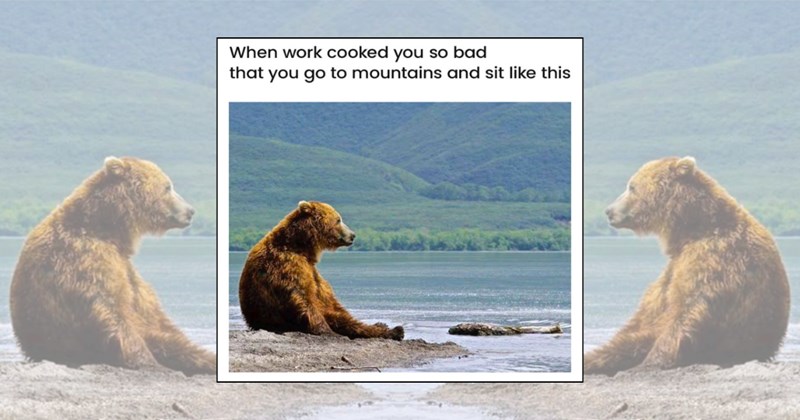 aminal memes wild spirit mother nature wholesome animals wildlife Animals - 46659845