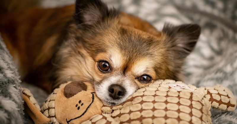Advice and personal stories from dog owners about which dog breeds are best for living in apartments | Thumbnail includes one picture of a Long-haired chihuahua laying on a plush toy