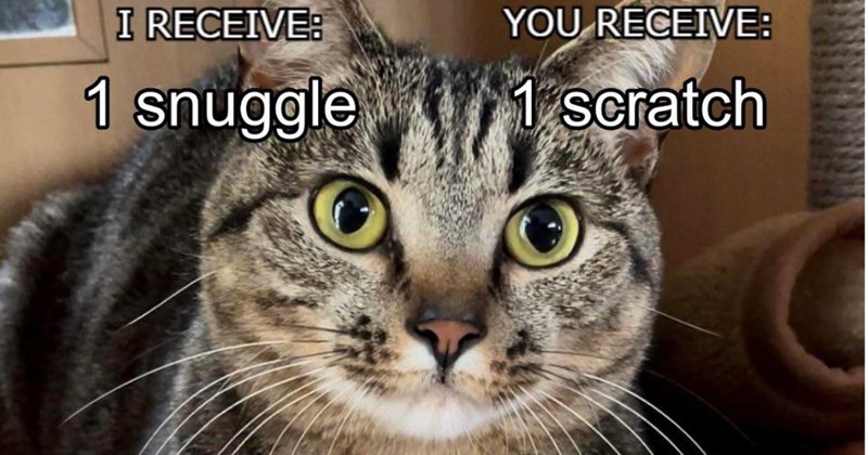 28 Silly Cat Memes fur Catsick Pawrents Who’re Hankering fur Feline Fix | thumbnail includes one image which shows a tabby cat close up ‘I RECEIVE: 1 snuggle’ ‘YOU RECEIVE: 1 scratch’