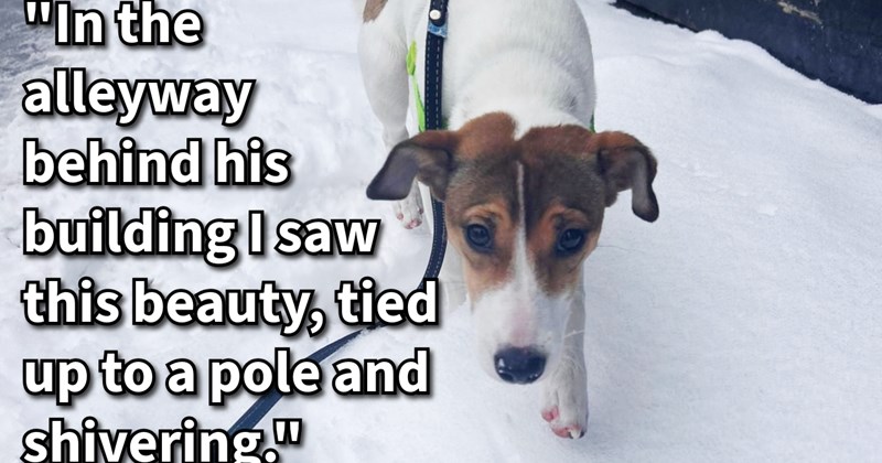 Jack Russell puppy found tied to pole with food bags behind office building given loving furever home with man, saving poor pup from Canadian cold, even though his cat hates new arrival: ‘I can’t believe anyone would dump such beautiful sweet baby.’ | thumbnail includes one image which shows a jack russell looking sad wearing leash walking on snow ‘“In the alleyway behind his building I saw this beauty, tied up to a pole and shivering.”’