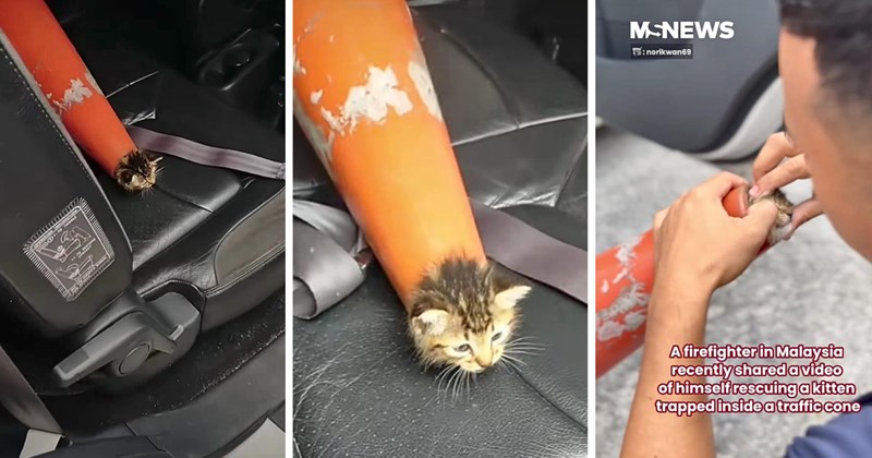 traffic cone firefighters animal rescue heartwarming animals wholesome animals cat rescue kitten rescue viral animal rescue video Cats Rescues & Adoption - 46665733