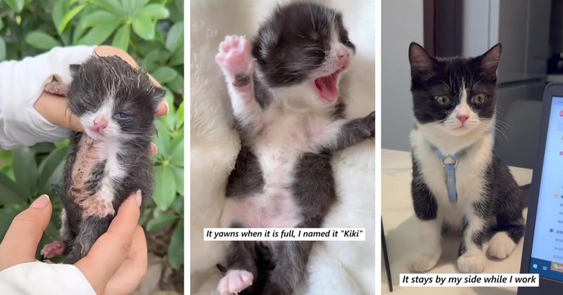cat adoption animal rescue kitten rescue viral animal rescue video cat videos Cats wholesome kittens lost kitten Rescues & Adoption - 46665989