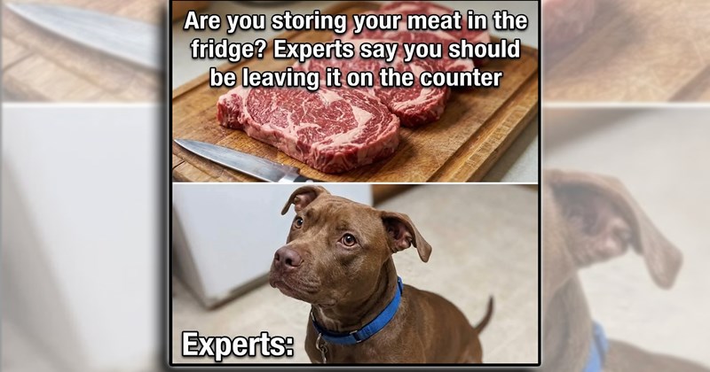 humor wholesome dogs pet parents fur family pets puppies doggo comedy funny animals Doggos - 46666245