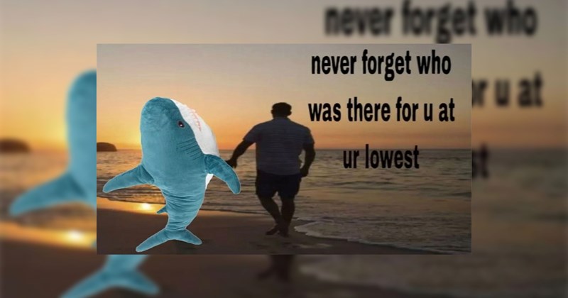 water ocean funny animals fun facts Animals - 46669573
