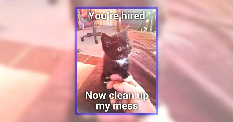25 cat memes | thumbnail includes one meme including 'You're hired Now clean up my mess'