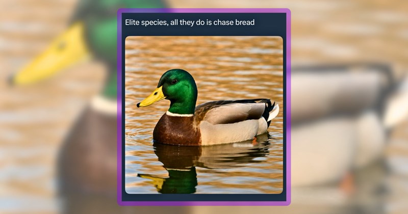 23 duck memes | thumbnail includes one meme including 'Elite species, all they do is chase bread'