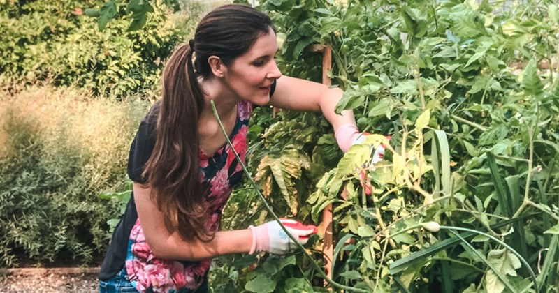 A woman tends to mature vegetable plants in her yard.