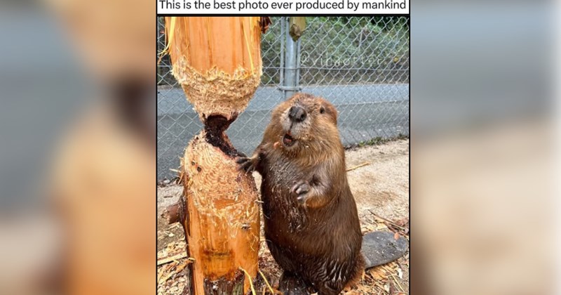 28 Critters Finding Tiny Joys in an Increasingly Confusing World