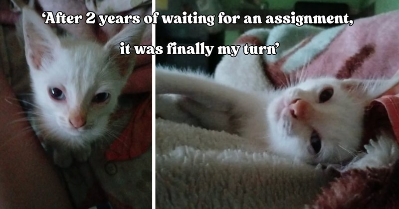 21 pictures of cats and text | thumbnail includes two pictures of a cat and one picture of text including '‘After 2 years of waiting for an assignment, it was finally my turn’' 