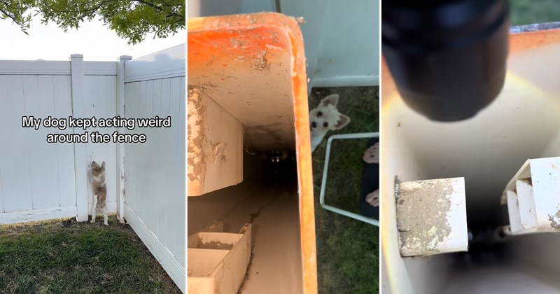dogs tiktok video squirrel animal rescue smart dogs viral animal rescue video trapped squirrel viral animal rescue animals tiktok Animals - 46685189