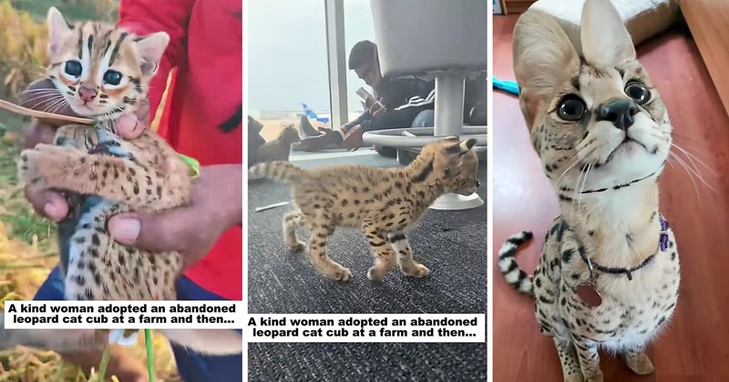 Rescues & Adoption leopard animal adoption big cat rescue wildlife rescue cat adoption animal rescue rescue story viral animal rescue video - 46686469