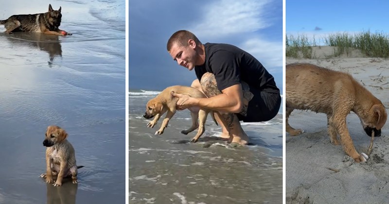 foster puppy meeting the beach wholesome dogs beach day cute puppy Rescues & Adoption - 46690309