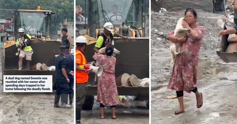 nepal floods deaf dog Dog Rescue dog and owner Rescues & Adoption - 46690565