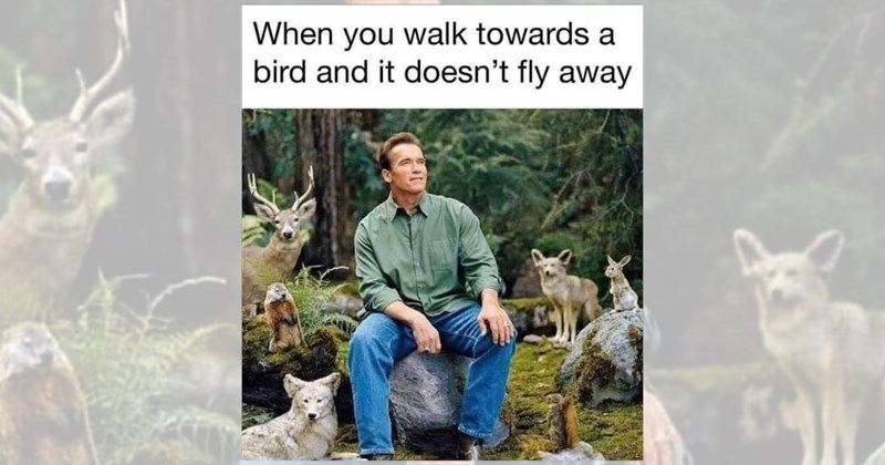 dogs adorable animals cute animals wholesome animals funny animal memes acting like animals animal memes Cats funny animals animals Animals - 46697989
