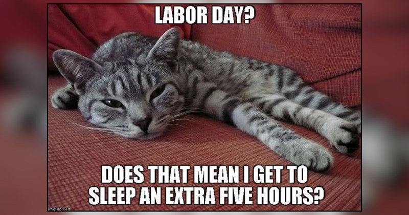 25 cat memes | thumbnail includes one meme and one picture of text including 'LABOR DAY? DOES THAT MEAN I GET TO SLEEP AN EXTRA FIVE HOURS?' 
