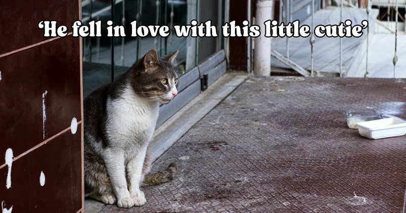 24 pictures of cats and text | thumbnail includes one picture of a cat and one picture of text including '‘He fell in love with this little cutie’' 