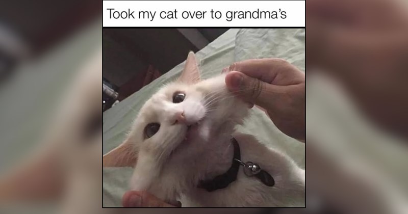 26 Heartwarming Cat Memes to Help You Through the Midweek Slump