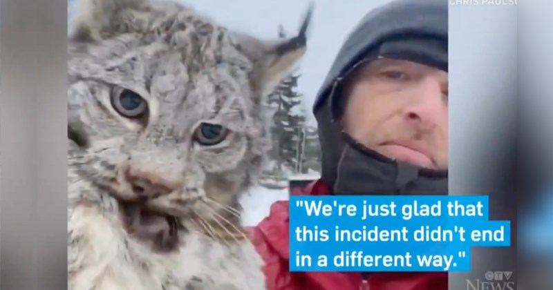 Story of a Canadian farmer catching a wild lynx, giving it a lecture, then releasing it | Thumbnail includes one picture of a farmer holding a wild lynx including 'CHRIS PAULSON "We're just glad that this incident didn't end in a different way." NEWS'