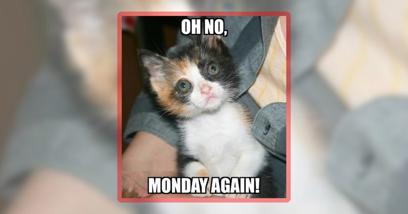27 cat memes | thumbnail includes one meme including 'OH NO, MONDAY AGAIN!'