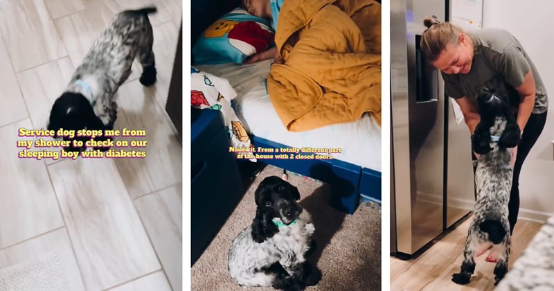 Brave service dog saves the life of 6-year-old boy with diabetes when he smells his sugar levels drop while sleeping: 'He's a hero'