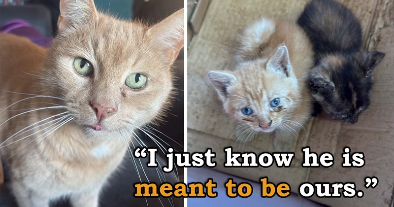 story about someone who had lost their cat adopting a kitten who was born on the same day their previous cat passed | thumbnail includes two pictures including a ginger cat with green eyes and a ginger kitten next to another kitten 'I just know he is meant to be ours'