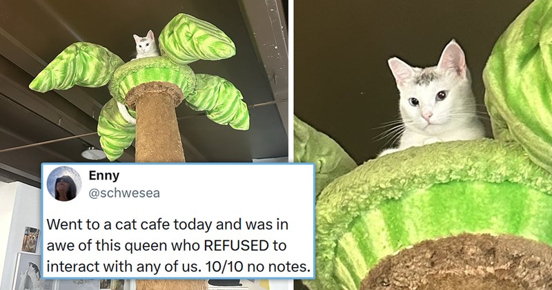 viral cat tweets from X | thumbnail includes one picture of a cat sitting on top of a giant cat tree and one tweet 'Enny @schwesea Went to a cat cafe today and was in awe of this queen who REFUSED to interact with any of us. 10/10 no notes. 4:27 AM • Aug 31, 2026 624.5K Views'