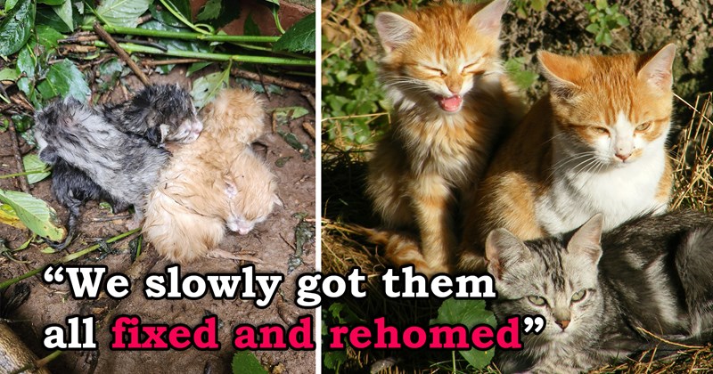 story about someone buying a farm and finding 60 cats on it | thumbnail includes two pictures of a bunch of kittens 'We slowly got them all fixed and rehomed'