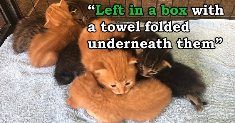 story about a farmer cutting down a tree and finding a box full of abandoned kittens underneath it | thumbnail includes one picture of a pile of gray and ginger kittens 'Left in a box with a towel folded underneath them'