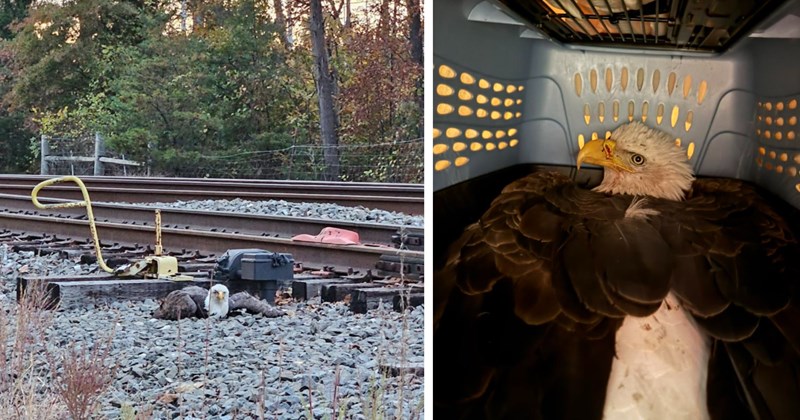 Bald eagle injured on train tracks unable to move, rescuers manage to save him just seconds before oncoming train arrived in miraculous story of safety