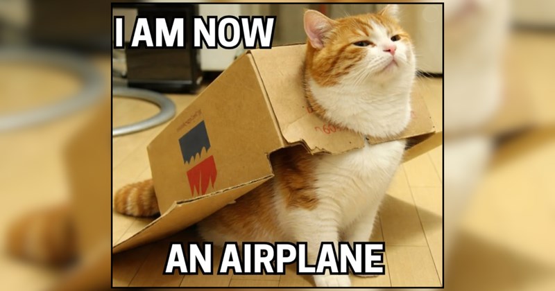 27 Whimsical Cats Finding Magic in the Mundane
