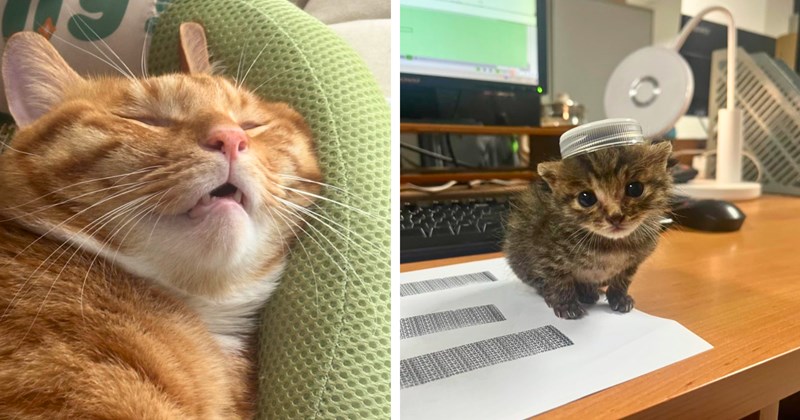 25 pictures of mostly orange cats | Thumbnail includes one picture of an orange cat sleeping and one picture of a kitten with a bottle cap on its head