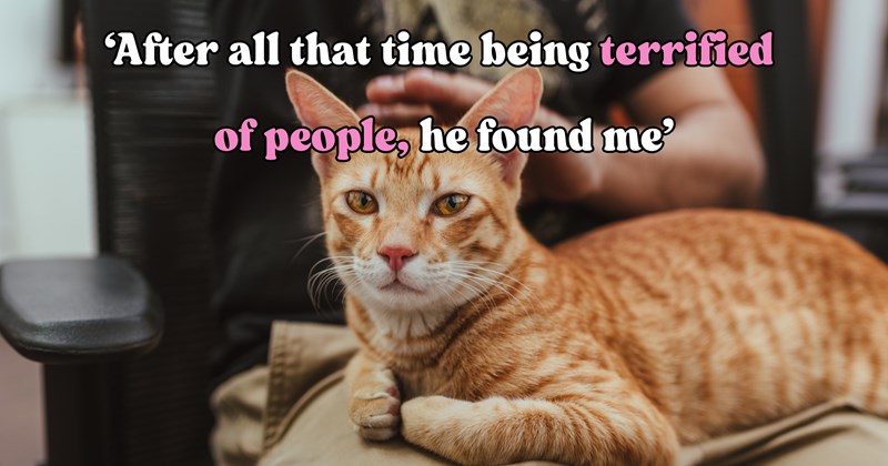 22 pictures of cats and text | thumbnail includes one picture of a cat and one picture of text including '‘After all that time being terrified of people, he found me’' 