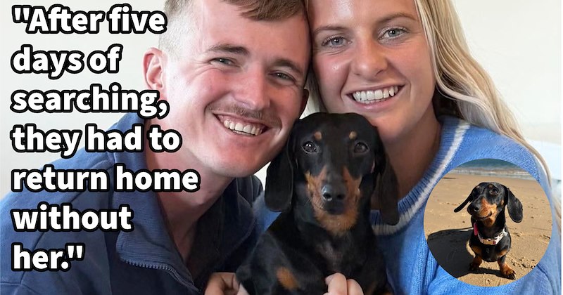 Daring Dachshund defies odds by surviving solo on island for 17+ months, with tons of scary snakes, yet mysteriously pup returned pawrents having gained weight: ‘Her adventure transformed her from tiny house dog into symbol of resilience’ | thumbnail includes one image which shows a smiling man and woman with dachshund between them and a dachshund standing on beach ‘“after five days of searching, they had to return home without her.”’