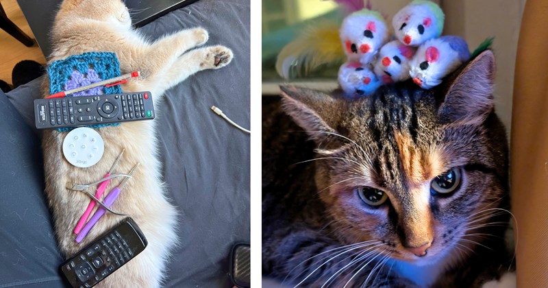 25 cat pictures | thumbnail includes two pictures of cats