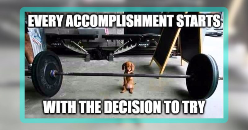 24 dog memes | thumbnail includes one meme including 'EVERY ACCOMPLISHMENT STARTS WITH THE DECISION TO TRY'