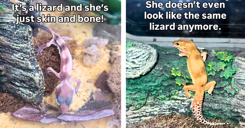 22 pictures of lizard with text | thumbnail includes one picture of a lizard with text including 'It's a lizard and she's just skin and bone!', and one picture of a lizard with text including 'She doesn't even look like the same lizard anymore.'