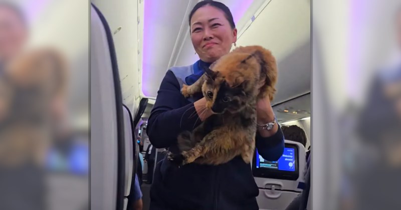 Story of United Airlines flight turning around because cat gets loose in cabin | Thumbnail includes one picture of a United flight attendant holding a cat 
