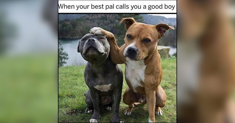 26 Tenderhearted Doggos to Restore Your Faith in the World