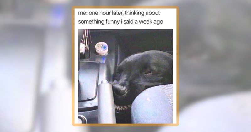 24 dog memes | thumbnail includes one meme including ''