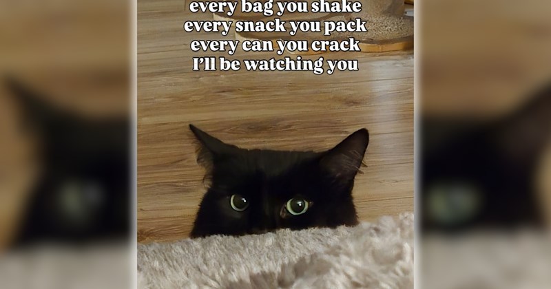 wholesome spooky season spooky funny memes purrfect Memes cute cats funny cats feline hissterical funny felines Cats funny pawdorable cat memes fall Cats - 46710789