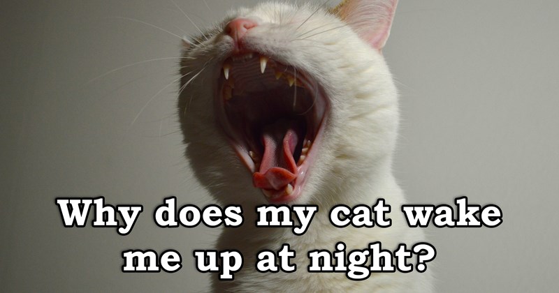 six reasons for why cats wake people up at night | thumbnail includes one picture of a white cat screaming 'Why does my cat wake me up at night?'