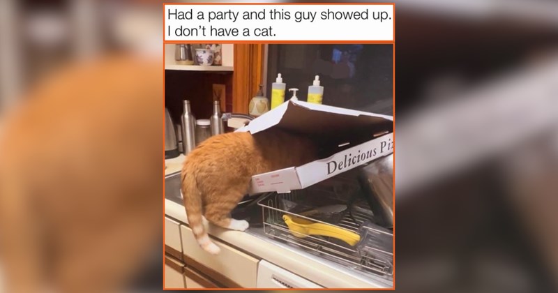 22 Orange Cat Memes Falling Headfirst Into Autumn