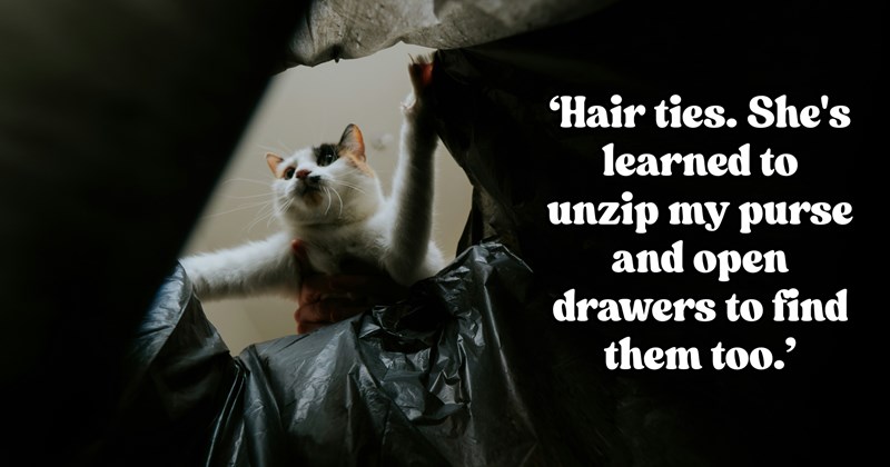 Pictures of cats and comments about non-food items cats eat | Thumbnail includes one picture of A curious cat being removed from the trash after trying to eat a piece of plastic including '‘Hair ties. She's learned to unzip my purse and open drawers to find them too.’'