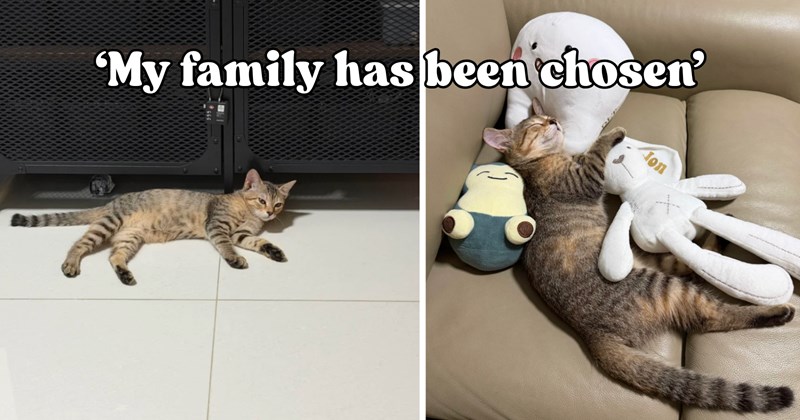 28 pictures of cats and text | thumbnail includes two pictures of a cat and one picture of text including '‘My family has been chosen’' 