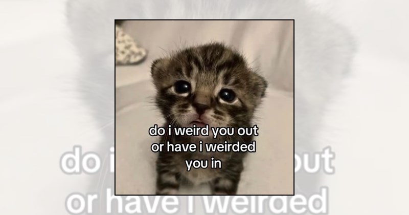 funny kittens tiny cats adorable kittens soft kitten memes wholesome cat memes cute kittens wholesome kittens kitten memes cat memes baby cats cat lovers Cats - 46719493