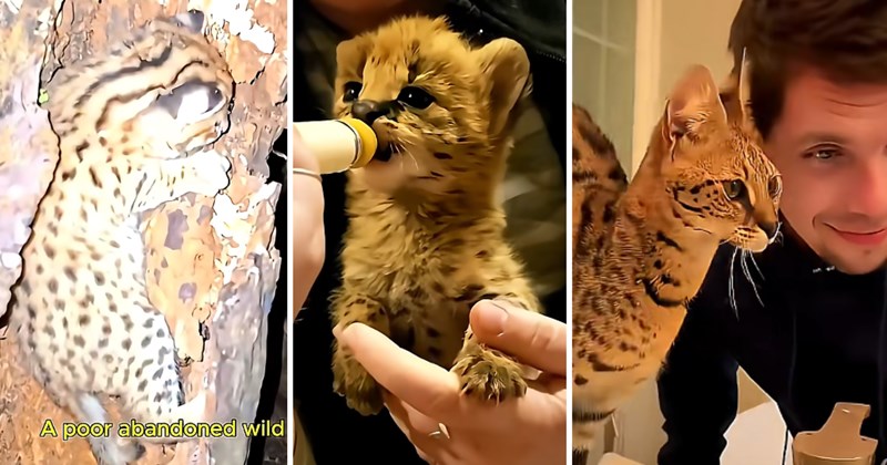 big cat adoption big cat rescue wildlife rescue wild cat cat rescue wild animal rescue viral animal rescue video animal rescue story serval rescue Rescues & Adoption - 46722565