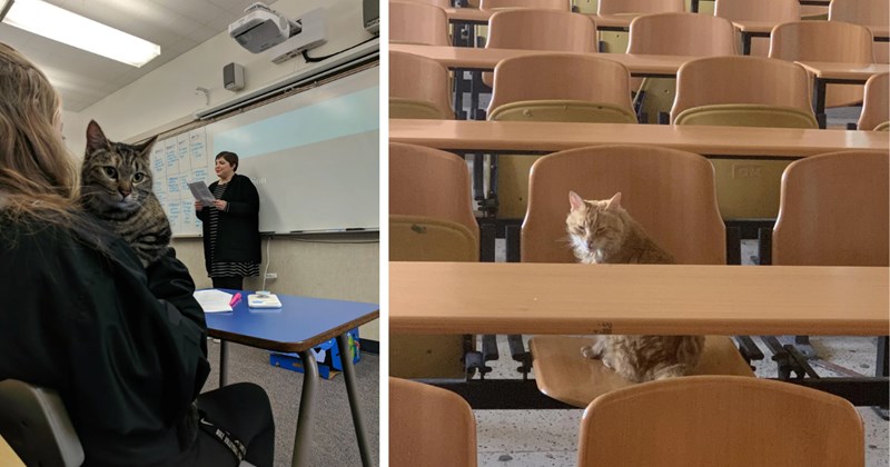 28 cat pictures | thumbnail includes two pictures of cats 