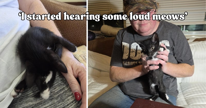 21 pictures of cats and text | thumbnail includes two pictures of a cat and one picture of text including '‘I started hearing some LOUD meows’' 