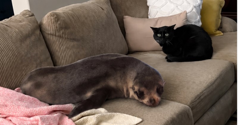 Story about wild seal breaking into New Zealand home and their cat | Thumbnail includes one picture of a seal inside a New Zealand home and one picture of a seal and black cat on a couch