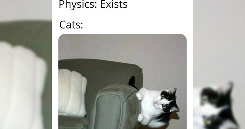 28 Hilarious Cat Memes Helping you Hide From Reality in Wacky World Felines | thumbnail includes one image which shows a cat holding onto the side of a couch ‘Physics: Exists’ ‘Cats:’